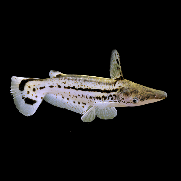 Duckbill Catfish Ageneiosus Magoi 15cm - Real Aquatics