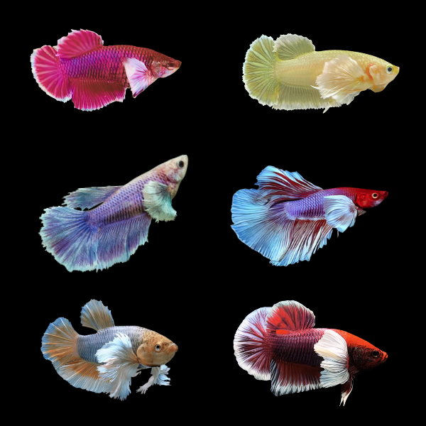 Dumbo Betta Assorted Female 3cm - Real Aquatics
