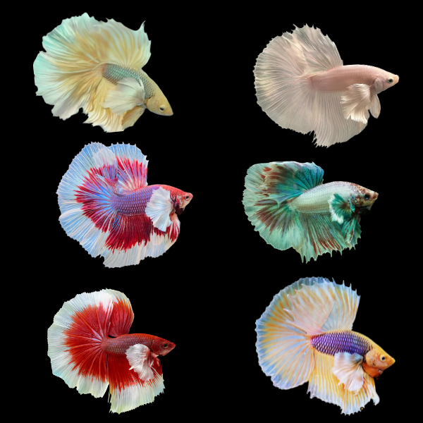Dumbo Betta Assorted Male 3cm - Real Aquatics