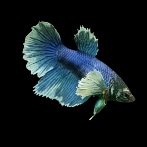 Dumbo Betta Female Blue 3cm - Real Aquatics