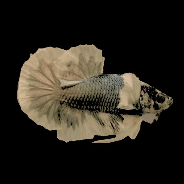 Dumbo Betta Female Copper 3cm - Real Aquatics