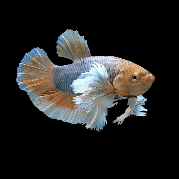 Dumbo Betta Female Mustard Gas 3cm - Real Aquatics