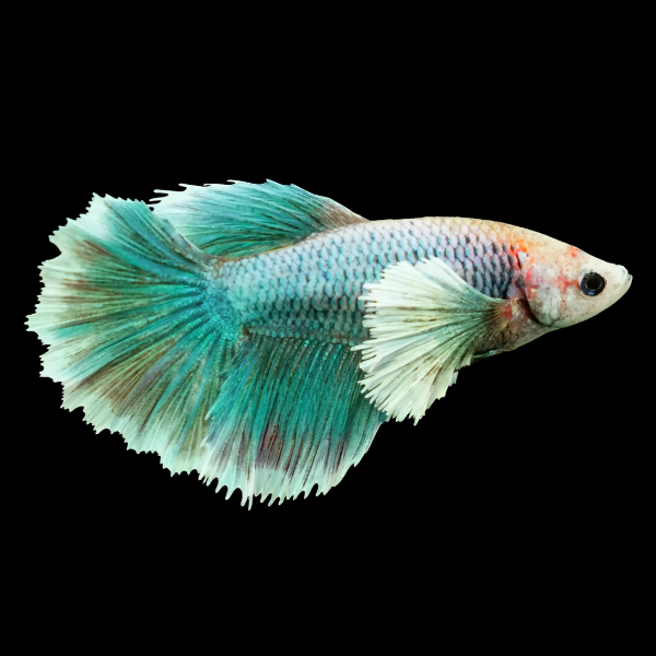 Dumbo Betta Female Turquoise Base 3cm - Real Aquatics