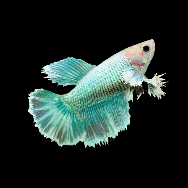 Dumbo Betta Female Turquoise 3cm - Real Aquatics