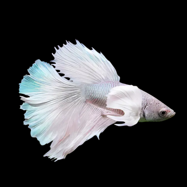 Dumbo Betta Female White Base 3cm - Real Aquatics