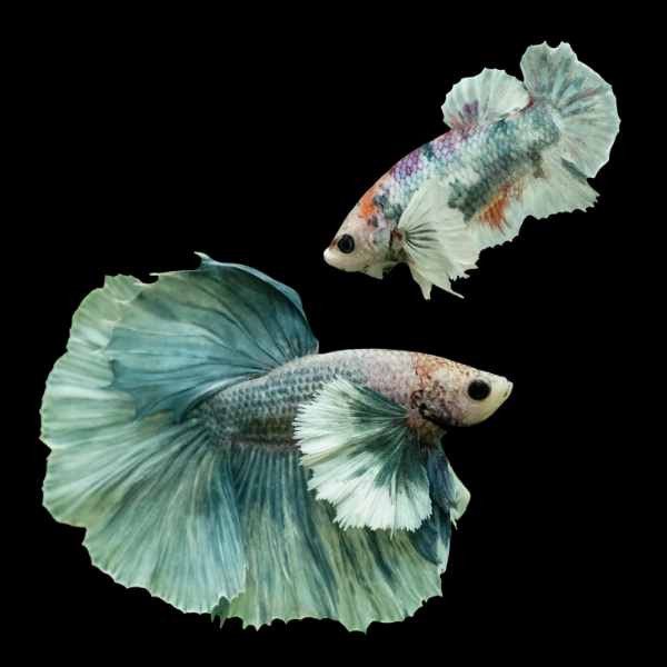 Dumbo Betta Pair Male & Female Green Base 3cm - Real Aquatics