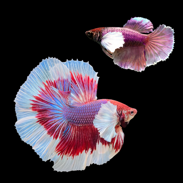 Dumbo Betta Pair Male & Female Lavender Base 3cm - Real Aquatics