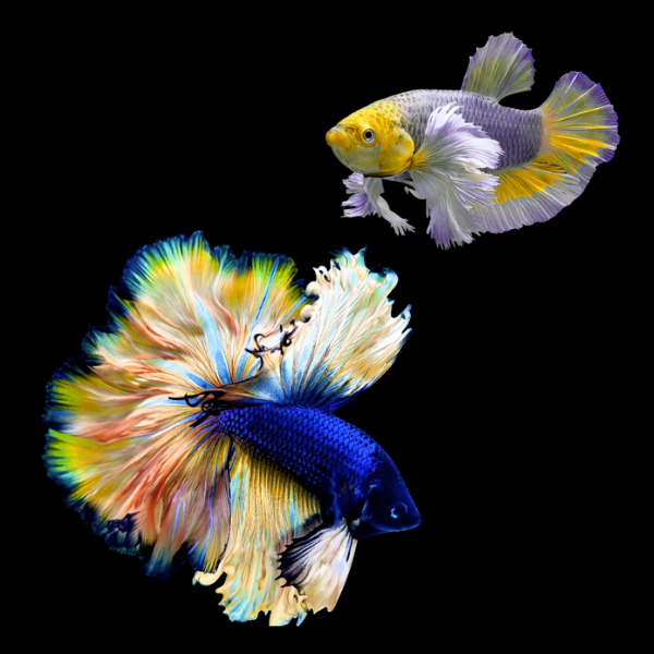 Dumbo Betta Pair Male & Female Mustard Gas 3cm - Real Aquatics