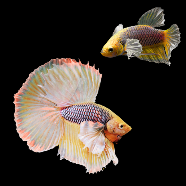 Dumbo Betta Pair Male & Female Orange Base 3cm - Real Aquatics
