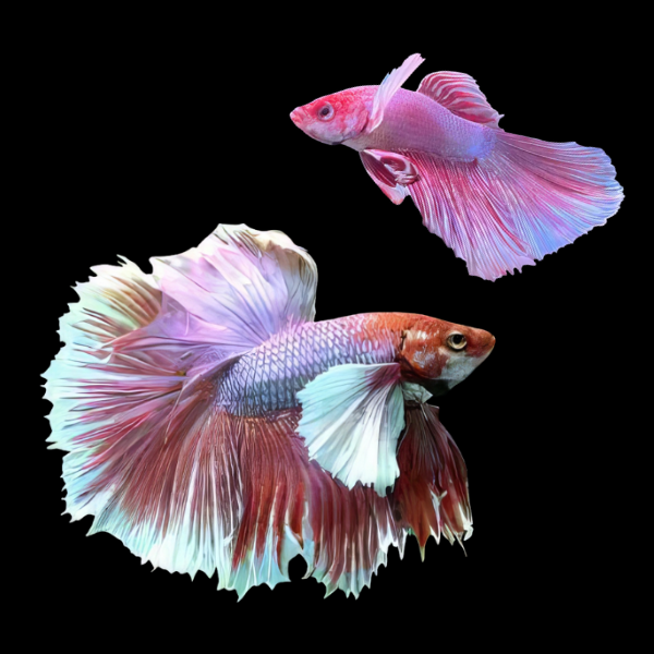 Dumbo Betta Pair Male & Female Pink Base 3cm - Real Aquatics