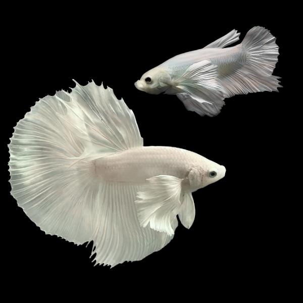 Dumbo Betta Pair Male & Female Platinum 3cm - Real Aquatics