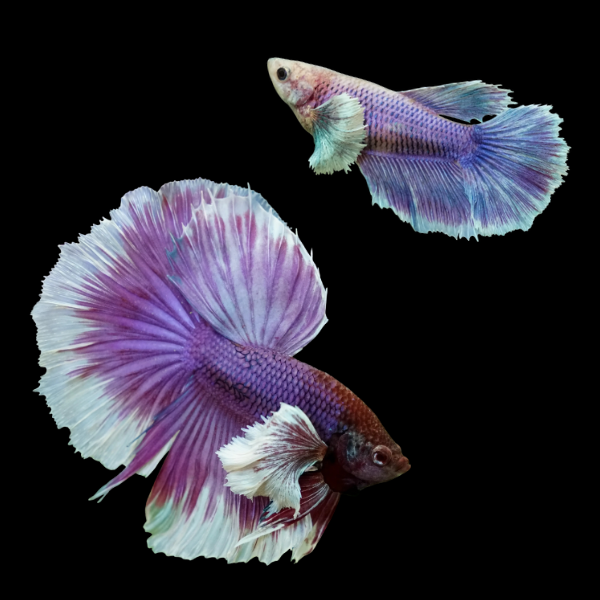 Dumbo Betta Pair Male & Female Purple Base 3cm - Real Aquatics