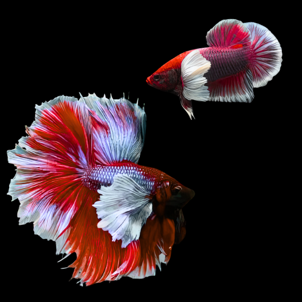 Premium Betta Pair Male & Female Elephant Ear Red Based 3cm - Real Aquatics