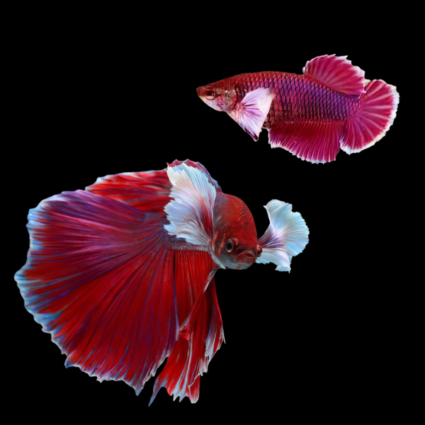 Dumbo Betta Pair Male & Female Red 3cm - Real Aquatics