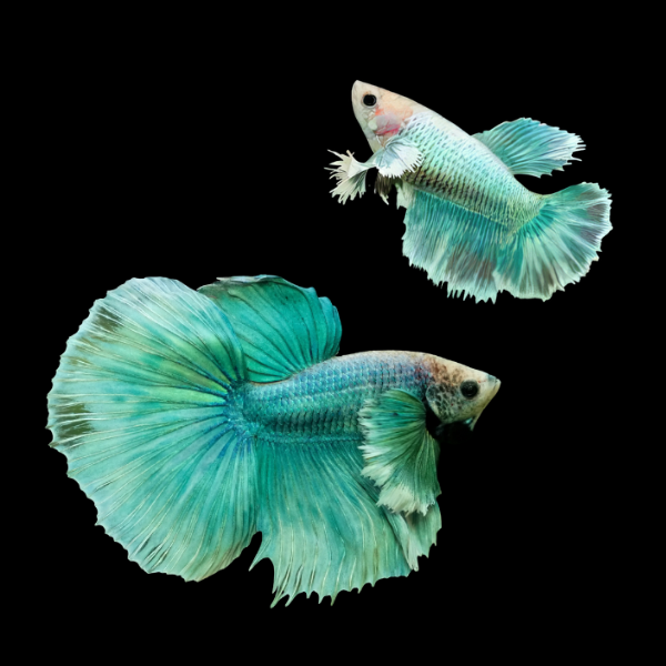 Dumbo Betta Pair Male & Female Turquoise 3cm - Real Aquatics