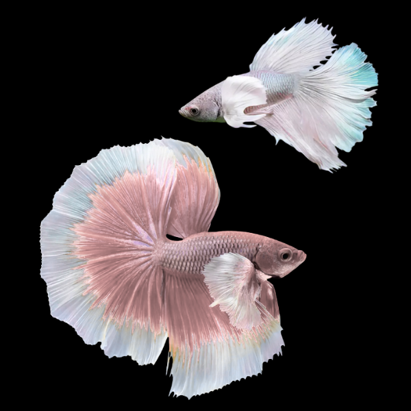 Dumbo Betta Pair Male & Female White Base 3cm - Real Aquatics