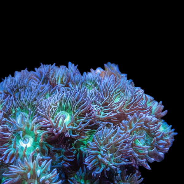 Duncans Coral Duncanopsammia Axifuga - Real Aquatics
