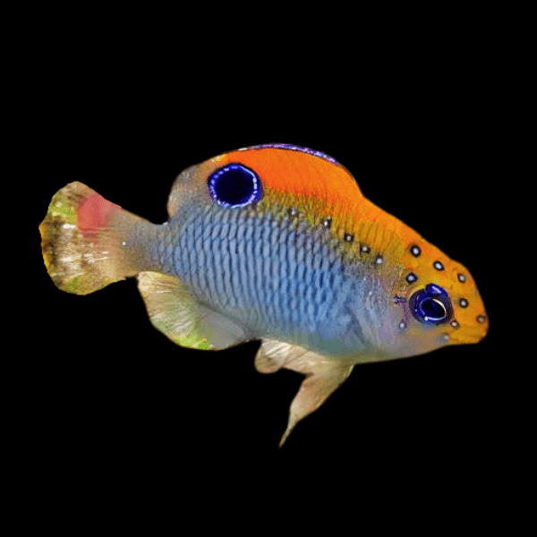 Dusky Damsel Stegastes Adustus - Real Aquatics