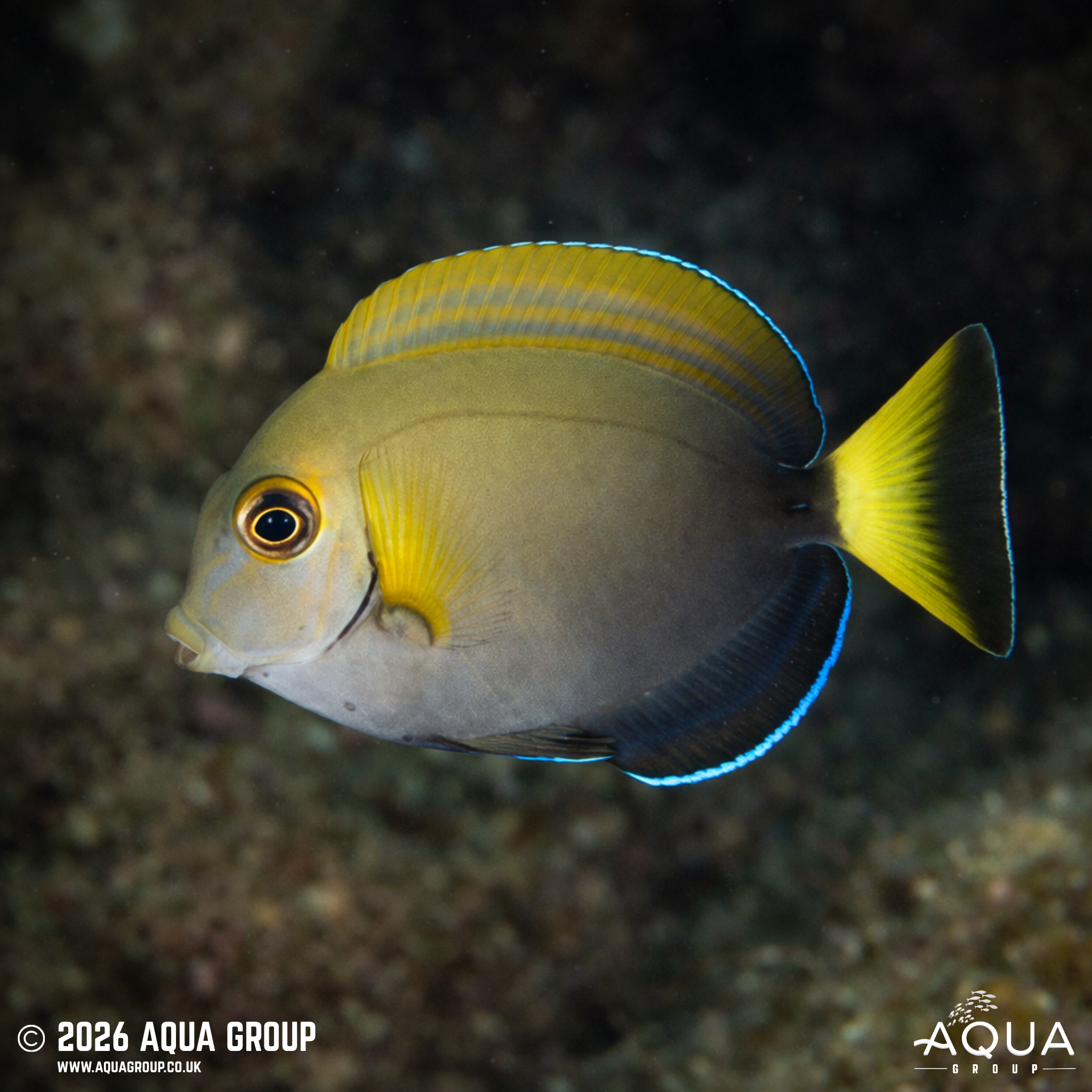 Dussumieri Tang