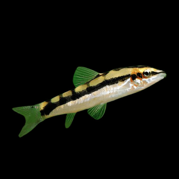 Dwarf Chain Loach Ambastaia Sidthimunki 4cm - Real Aquatics