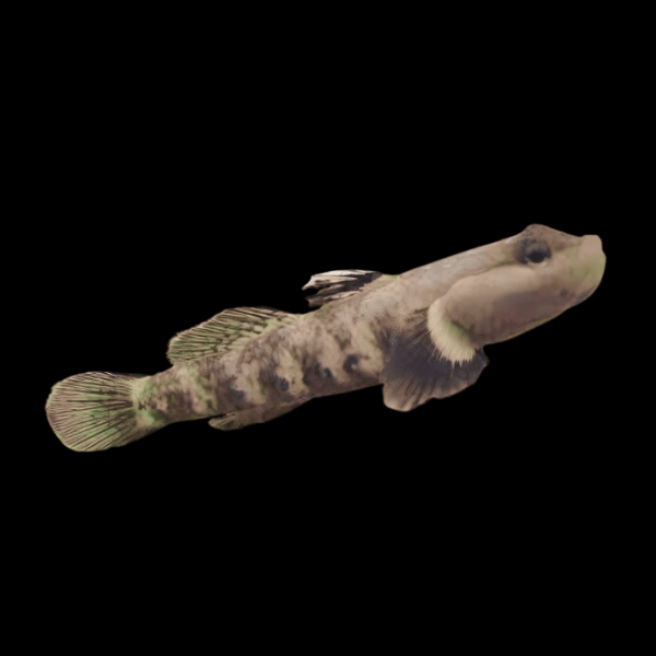 Dwarf Dragon Goby Rhinogobius Duospilus 3cm - Real Aquatics