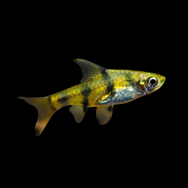 Dwarf Golden Barb Pethia Gelius - 3cm - Real Aquatics