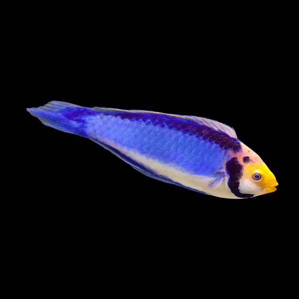 Dwarf Koi Fairy Wrasse Cirrhilabrus Aquamarinus - Real Aquatics