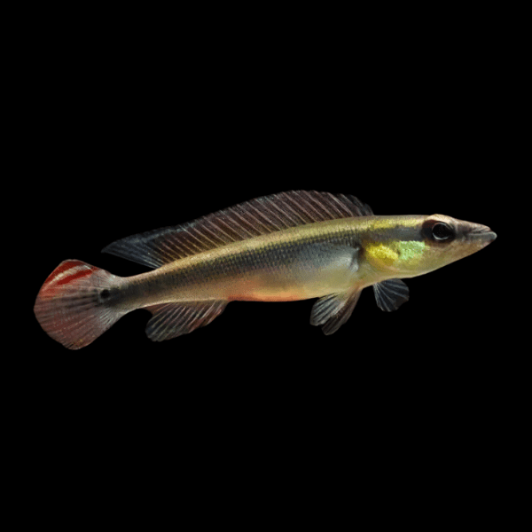 Dwarf Pike Cichlid Crenicichla Notopthalmus 5cm - Real Aquatics