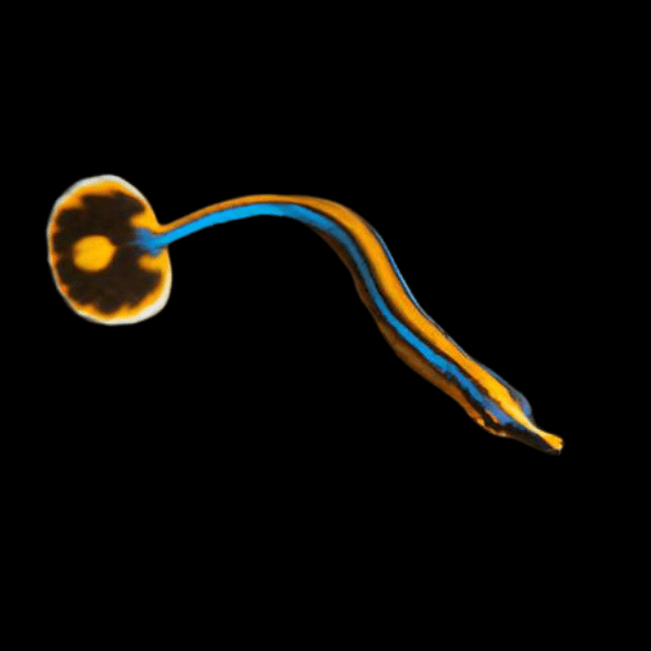 Blue Pipefish Doryrhamphus Excisus - Real Aquatics