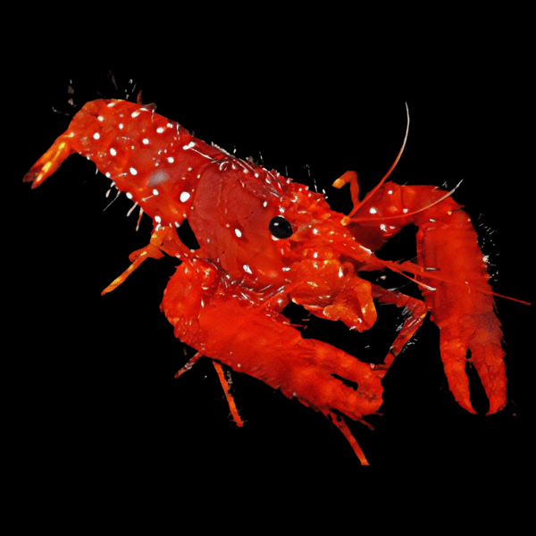 Dwarf Red Hawaiian Reef Lobster Enoplometopus Occidentalis - Real Aquatics