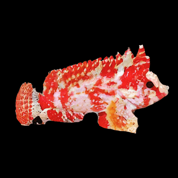 Dwarf Red Marble Scorpion Fish Paracentropogon Zonatus - Real Aquatics
