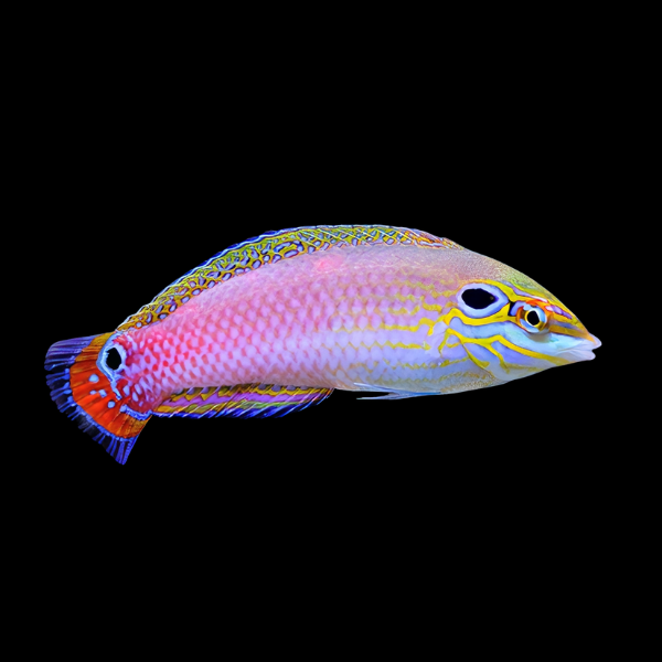 Earmuff Wrasse Halichoeres Melasmapomus - Real Aquatics