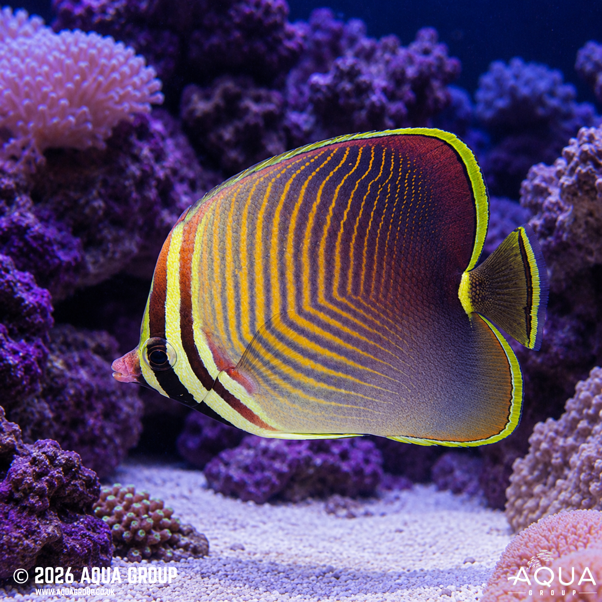 Eastern Triangle Butterflyfish (Chaetodon baronessa)