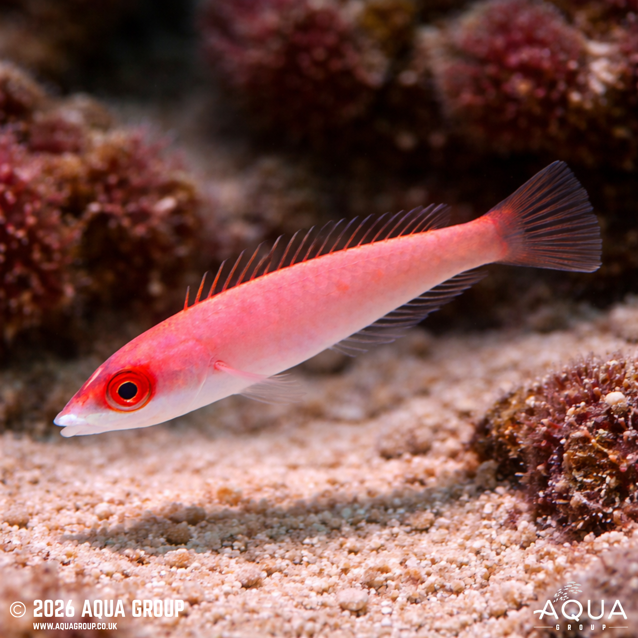 Edwardi Pencil Wrasse (Pseudojuloides edwardi)