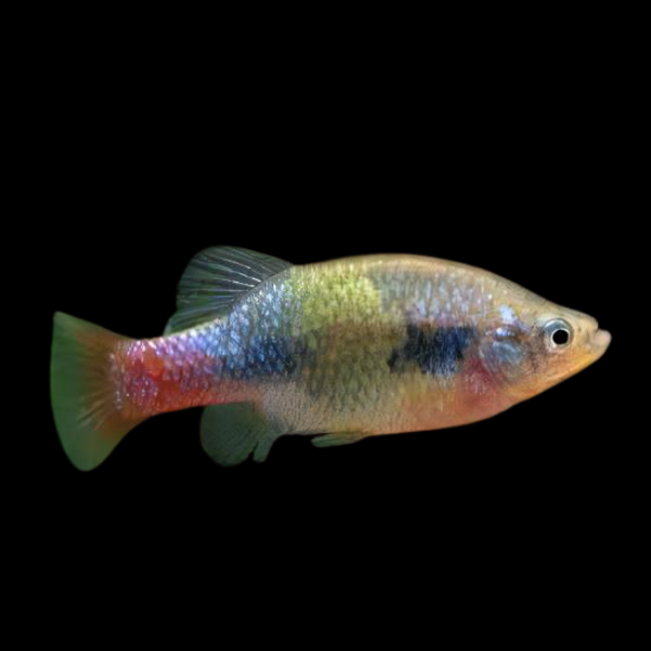 Eisen's Goodeid Xenotoca Eiseni 3cm - Real Aquatics