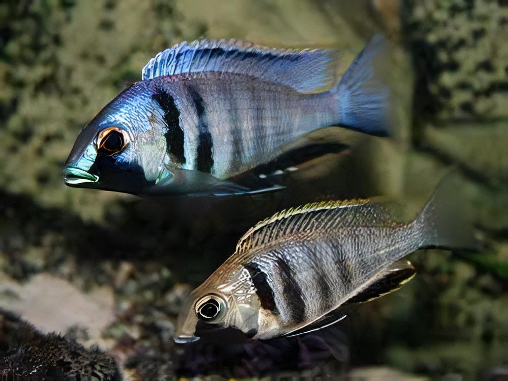 Haplochromis Electra Electric Blue Malawi African Cichlid