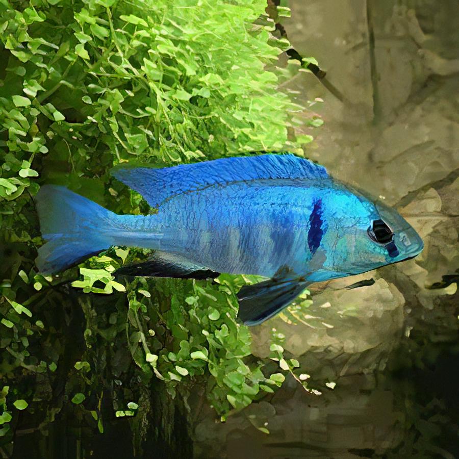 Haplochromis Electra Electric Blue Malawi African Cichlid