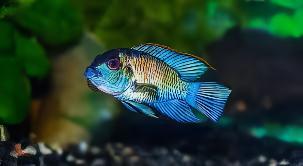 Electric Blue Acara Cichlid Andinoacara Pulcher 5cm - Real Aquatics