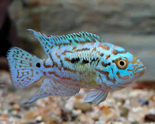 Cichlasoma Octofasciatus Electric Blue Jack Dempsey Cichlid 3cm - Real Aquatics