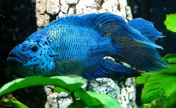 Cichlasoma Octofasciatus Electric Blue Jack Dempsey Cichlid 3cm - Real Aquatics