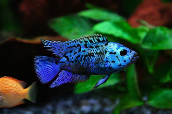 Cichlasoma Octofasciatus Electric Blue Jack Dempsey Cichlid 3cm - Real Aquatics