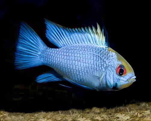 Electric Blue Ram Mikrogeophagus Ramirezi 3cm - Real Aquatics