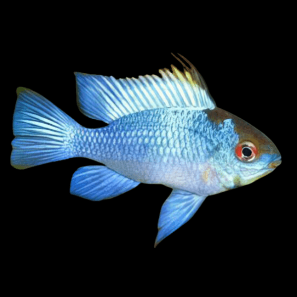 Electric Blue Ram Mikrogeophagus Ramirezi 3cm - Real Aquatics