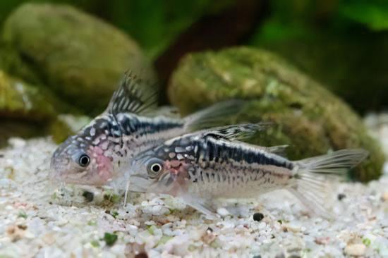 Elegant Corydoras Elegans 3cm Catfish - Real Aquatics