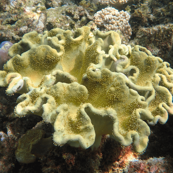 Elephant Ear Toadstool Soft Coral Sarcophyton Sp - Real Aquatics