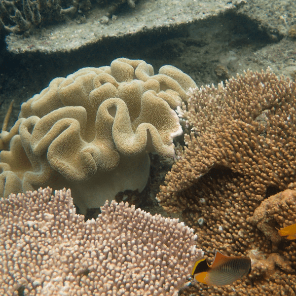 Elephant Ear Toadstool Soft Coral Sarcophyton Sp - Real Aquatics