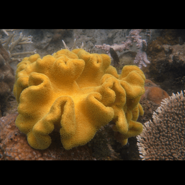 Elephant Ear Toadstool Soft Coral Sarcophyton Sp - Real Aquatics
