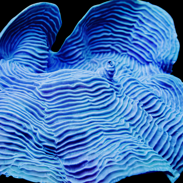 Elephant Skin Hard Coral Pachyseria Sp - Real Aquatics