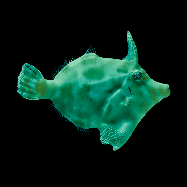 Emerald File Fish Monacanthus Ciliatus - Real Aquatics