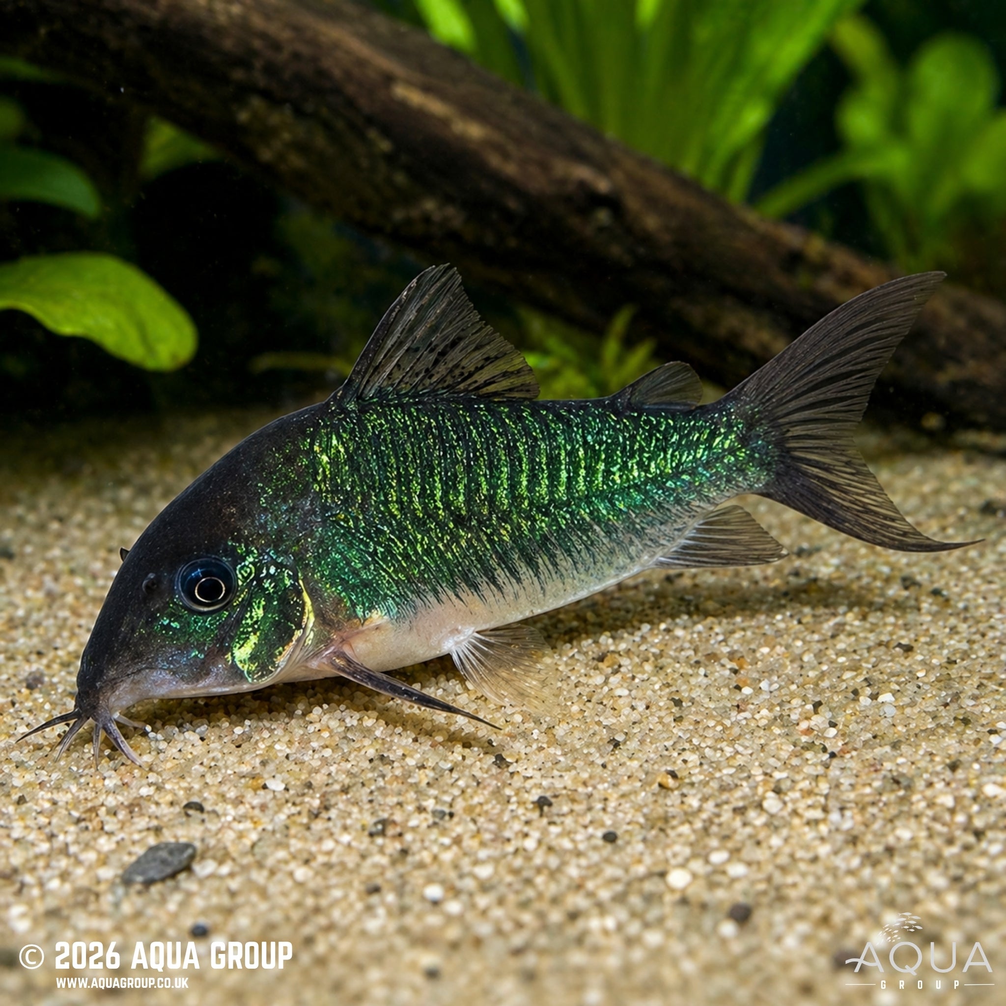 Emerald Brochis